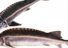 四川千亩紫薇三红花灿烂开放