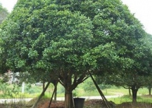 桂花树种植技术的要求