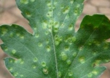 菊花锈病的防治方法