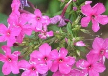 让美女樱四季开花