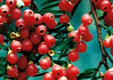 秋分拴住乡愁的桂花树