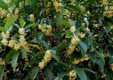 桂花树种植技术之水肥管理