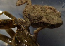 蟾蜍的饲养及引种