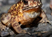 聪慧蟾蜍变身南京市地震预报员