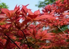 中国麓山红枫节11月开幕