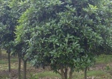 夏季桂花大树移植要领