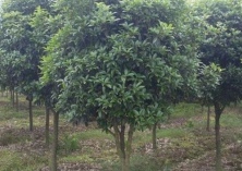 金华（奇异桂花树结果又开花）