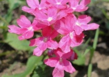 细叶美女樱的管理 细叶美女樱的管理