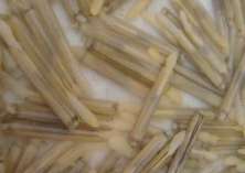 定期使用拜生源对蛏子养殖的好处 定期使用拜生源对蛏子养殖的好处