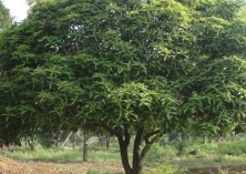 桂花炭疽病的发病规律和防治措施