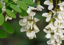 国槐叶小蛾的防治方法