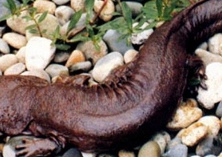 大鲵养殖池塘养殖的防寒措施