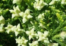 侧柏大蚜虫病害的防治方法