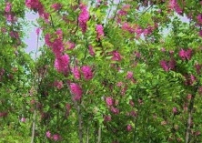 北京香花槐价格 北京香花槐价格