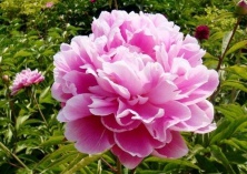 江苏仪征芍药园入选中国美丽田园