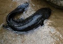 大鲵养殖工厂化水质管理方法