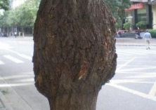 国槐瘤锈病的发生与防治