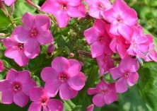 美女樱繁殖栽培要诀