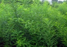 国槐种植的高温管理技巧