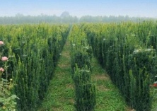 砍伐已枯死红豆杉也是犯罪