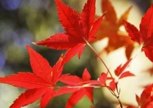 美国红枫种植技术