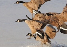 大雁养殖放飞致富梦想