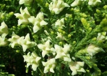 侧柏叶治疗掉头发吗？