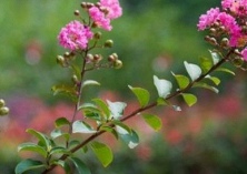 紫薇煤污病的症状及防治