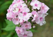 美女樱得了白粉病怎么办