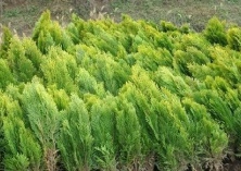 向乱挖侧柏崖柏说“不”