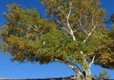 杨树种植的灌水技巧