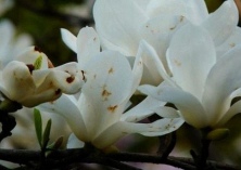 玉兰花茶（玉兰花茶种植技术）