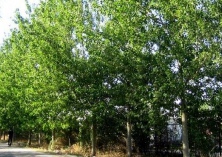 杨树的繁殖习性