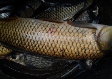 草鱼的高产技术