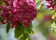 香花槐栽培技术