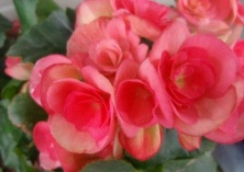 秋海棠的繁育与栽培