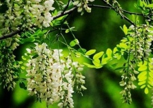 百年“国槐兄弟”更换“防撞服”