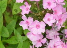 美女樱形态特征和生态习性