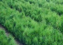 侧柏和花柏的区别