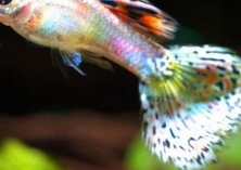 孔雀鱼生小鱼后怎么养？