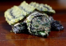 鳄龟养殖常见病之萎瘪病防治技术