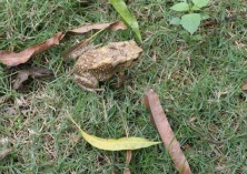 蟾蜍饲养技术概述