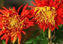 香樟的生长习性