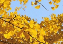 南丹农业示范区打造银杏园