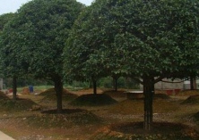 桂花树市场低迷换个思路柳暗花明