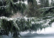 黎巴嫩雪松栽培技术
