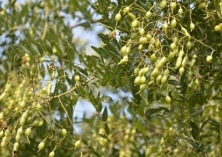 国槐的种子处理方法