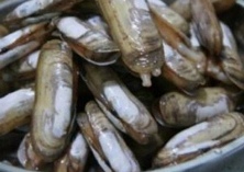 预防蛏子死亡的措施