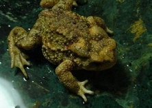 蟾蜍的药用价值