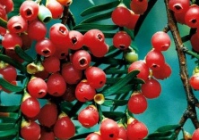 威远发现野生南方红豆杉